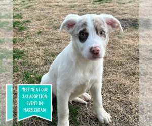 Australian Shepherd-Collie Mix Dogs for adoption in Boston, MA, USA