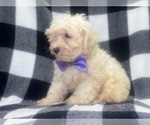 Small Photo #12 Maltipoo Puppy For Sale in LAKELAND, FL, USA