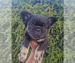 Small Photo #9 French Bulldog Puppy For Sale in LOS ANGELES, CA, USA