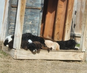 Goldendoodle Litter for sale in HASLET, TX, USA