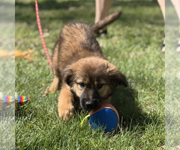 Medium Photo #4 Mutt Puppy For Sale in Yardley, PA, USA