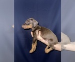Puppy 9 Doberman Pinscher