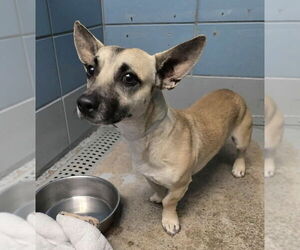 Chihuahua-Unknown Mix Dogs for adoption in Lakewood, CO, USA