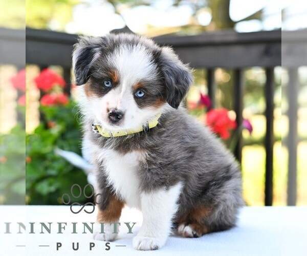 Medium Photo #5 Miniature Australian Shepherd Puppy For Sale in REBERSBURG, PA, USA