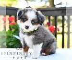 Small #4 Miniature Australian Shepherd