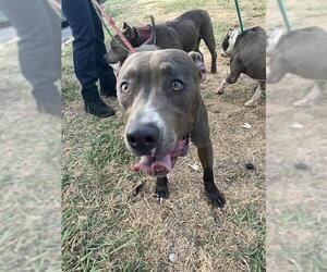 American Staffordshire Terrier-Unknown Mix Dogs for adoption in Oklahoma City, OK, USA