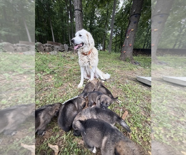 Medium Photo #6 German Shepherd Dog-Great Pyrenees Mix Puppy For Sale in LINDEN, VA, USA