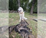 Small #5 German Shepherd Dog-Great Pyrenees Mix