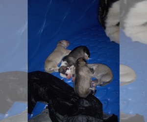 Alaskan Husky-German Shepherd Dog Mix Puppy for sale in BIXBY, OK, USA