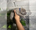 Puppy Puppy 1 cedar Cane Corso