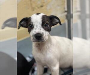 American Pit Bull Terrier-Unknown Mix Dogs for adoption in Tulsa, OK, USA