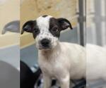 Small American Pit Bull Terrier Mix