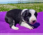 Small Photo #152 Border Collie Puppy For Sale in NORBORNE, MO, USA