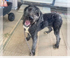 Poodle (Standard) Dogs for adoption in Woodbury, NY, USA