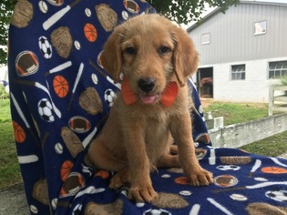 Labradoodle Puppy for sale in PEACH BOTTOM, PA, USA