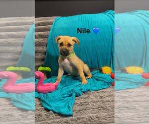 Mutt Dogs for adoption in Turlock, CA, USA