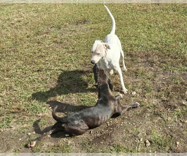 Medium Photo #4 Mutt Puppy For Sale in Anniston, AL, USA