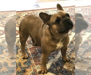 Mother of the French Bulldog puppies born on 07/02/2022