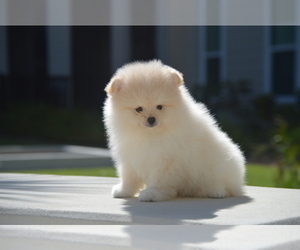 Pomeranian Puppy for sale in TAMPA, FL, USA