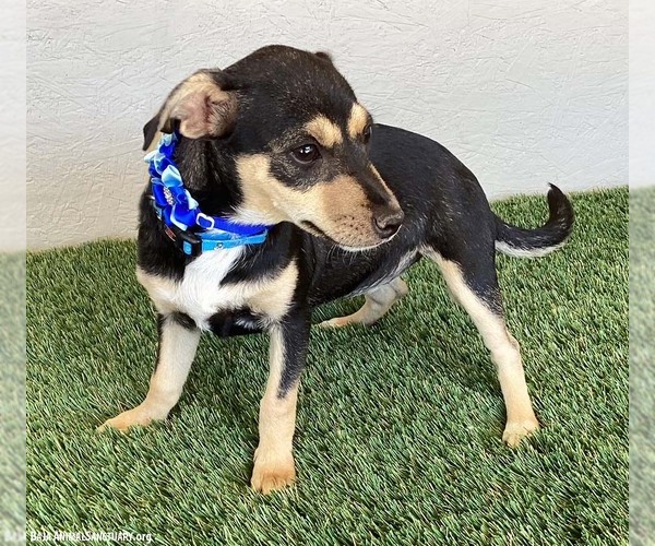 Medium Photo #4 Chiweenie Puppy For Sale in San Diego, CA, USA