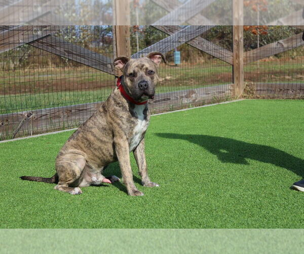 Medium Photo #2 Mutt Puppy For Sale in Chestertown, MD, USA