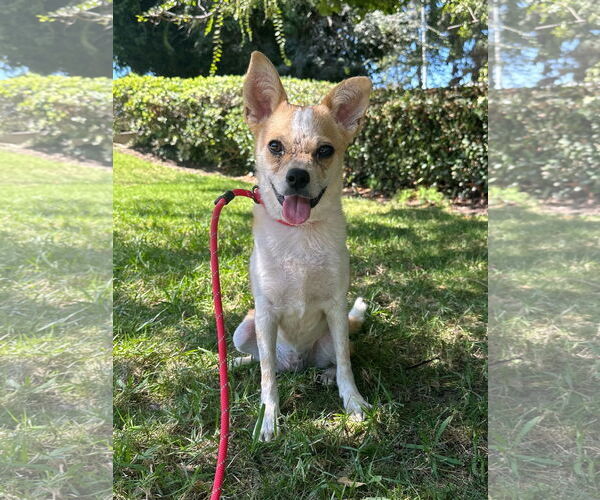 Medium Photo #1 Chihuahua-Unknown Mix Puppy For Sale in Newport Beach, CA, USA
