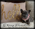 Small Photo #3 French Bulldog Puppy For Sale in GRANDVIEW, WA, USA