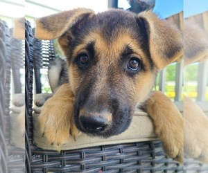 German Shepherd Dog Puppy for Sale in JEFFERSON, Maryland USA