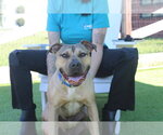 Small Photo #6 Mutt Puppy For Sale in Chestertown, MD, USA