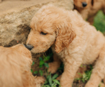Small Photo #13 Goldendoodle Puppy For Sale in PECK, KS, USA