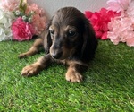 Puppy 1 Dachshund