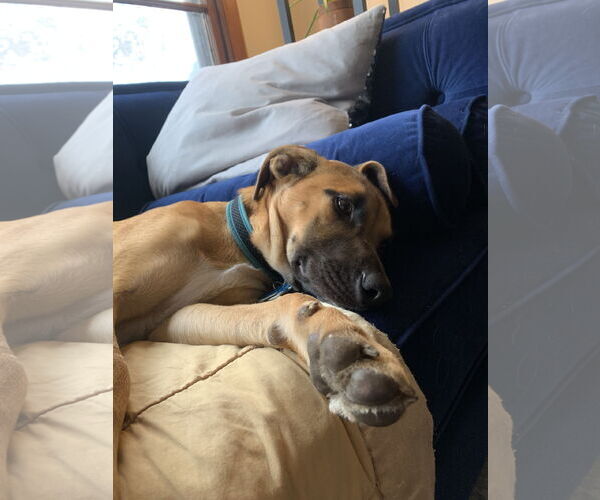 Medium Photo #3 Black Mouth Cur-Unknown Mix Puppy For Sale in Minneapolis, MN, USA