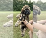 Puppy Puppy7 Biscuit Bernedoodle