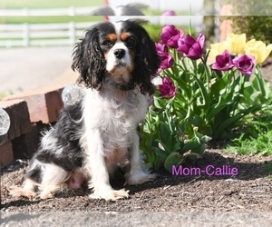 Mother of the Cavalier King Charles Spaniel puppies born on 03/08/2025