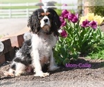 Small Photo #1 Cavalier King Charles Spaniel Puppy For Sale in SUGARCREEK, OH, USA