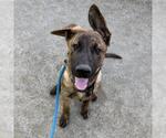 Small #7 Labrador Retriever Mix