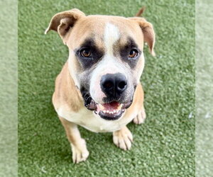 American Bulldog-Unknown Mix Dogs for adoption in Tavares, FL, USA