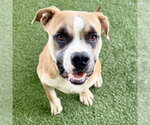 Small American Bulldog Mix