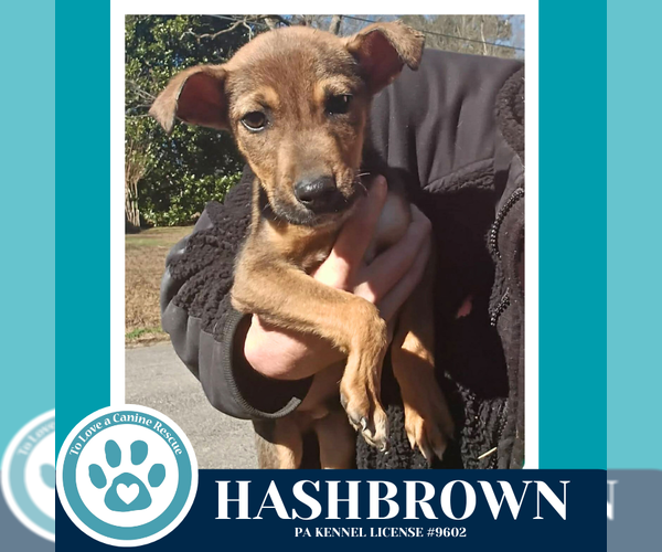 Medium Photo #4 Labrador Retriever-Unknown Mix Puppy For Sale in Kimberton, PA, USA