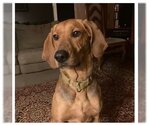 Small #2 Plott Hound
