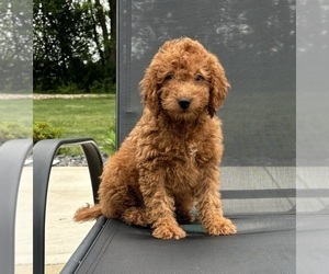 Goldendoodle (Miniature) Puppy for sale in FRANKLIN, IN, USA