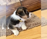 Small Photo #7 Pembroke Welsh Corgi Puppy For Sale in ROCK VALLEY, IA, USA