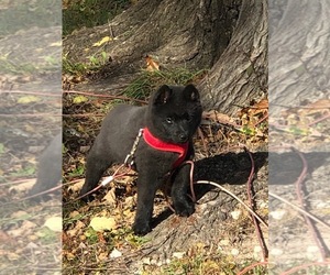 Schipperke Puppy for sale in FORT MADISON, IA, USA
