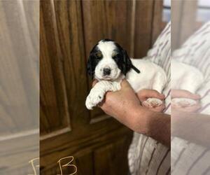 English Springer Spaniel Puppy for Sale in BOYD, Wisconsin USA