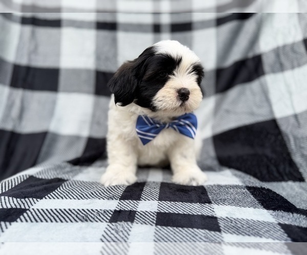 Medium Photo #8 Zuchon Puppy For Sale in LAKELAND, FL, USA