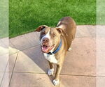Small #6 American Staffordshire Terrier