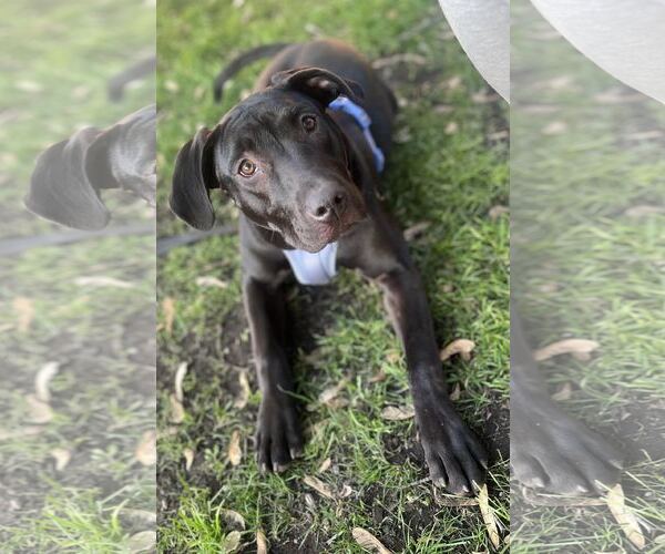 Medium Photo #1 Labrador Retriever-Unknown Mix Puppy For Sale in Princeton, MN, USA