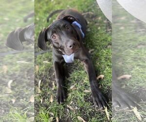 Labrador Retriever-Unknown Mix Dogs for adoption in Princeton, MN, USA