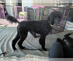 Small Photo #50 Poodle (Standard) Puppy For Sale in SAND SPRINGS, OK, USA