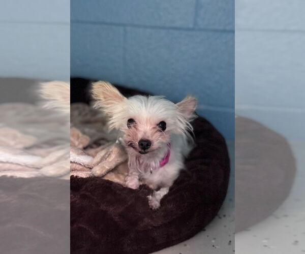 Medium Photo #1 Maltese-Unknown Mix Puppy For Sale in Muskegon, MI, USA